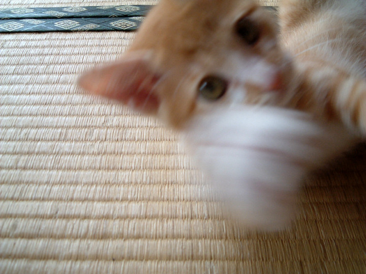 猫パンチ・・・(^_-)-☆